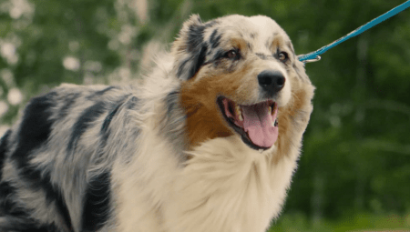 Dog Paw Control