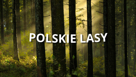 Polskie Lasy